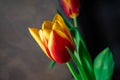 Bouquet of red-yellow tulips with green leaves on a dark gray background Royalty Free Stock Photo