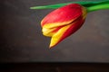 Bouquet of red-yellow tulips with green leaves on a dark gray background Royalty Free Stock Photo