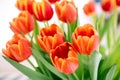 A bouquet of red yellow tulips in a vase on table at sunny spring day on bright flower background Royalty Free Stock Photo