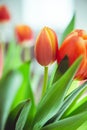 A bouquet of red yellow tulips in a vase on table at sunny spring day on bright flower background Royalty Free Stock Photo