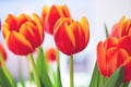 A bouquet of red yellow tulips in a vase on table at sunny spring day on bright flower background Royalty Free Stock Photo