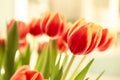 A bouquet of red yellow tulips in a vase on table at sunny spring day on bright flower background Royalty Free Stock Photo