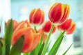 A bouquet of red yellow tulips in a vase on table at sunny spring day on bright flower background Royalty Free Stock Photo