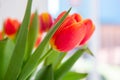 A bouquet of red yellow tulips in a vase on table at sunny spring day on bright flower background Royalty Free Stock Photo