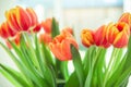 A bouquet of red yellow tulips in a vase on table at sunny spring day on bright flower background Royalty Free Stock Photo