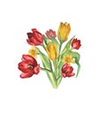 Bouquet of red and yellow tulips. Watercolor illustration. Royalty Free Stock Photo