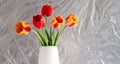 Bouquet of red and yellow tulips in a white vase Royalty Free Stock Photo