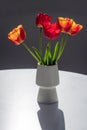 Bouquet of red and yellow tulips in a white vase Royalty Free Stock Photo