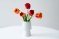 Bouquet of red and yellow tulips in a white vase Royalty Free Stock Photo