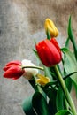 Bouquet of red, yellow and white tulips on a brown wooden background Royalty Free Stock Photo