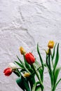 Bouquet of red, yellow and white tulips in drops of water on a background of white textured wall Royalty Free Stock Photo