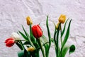 Bouquet of red, yellow and white tulips in drops of water on a background of white textured wall Royalty Free Stock Photo