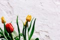 Bouquet of red, yellow and white tulips in drops of water on a background of white textured wall Royalty Free Stock Photo