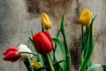 Bouquet of red, yellow and white tulips in drops of water on a brown wood background Royalty Free Stock Photo