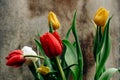 Bouquet of red, yellow and white tulips in drops of water on a brown wood background Royalty Free Stock Photo