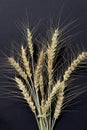 A bouquet of ripe barley ears lies on a black background.