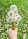 Bouquet of ripe dandelions in female hand on background of green field Royalty Free Stock Photo