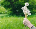 Bouquet of ripe dandelions in female hand on background of green field and tree Royalty Free Stock Photo