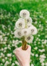 Bouquet of ripe dandelions in female hand on background of green field. Vertical orientation Royalty Free Stock Photo