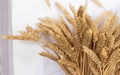 Bouquet of ripe ears of rye and wheat. Harvesting grain campaign. Autumn tradition in agriculture Royalty Free Stock Photo