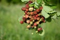 Bouquet ripe wild strawberries. Summer background. Concept of summer menu for cafes, berry harvest in glade in forest, medicinal