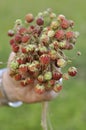 Bouquet of ripe wild strawberry Royalty Free Stock Photo