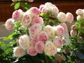 Bouquet of romantic pale roses