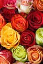Bouquet of roses Royalty Free Stock Photo