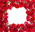 Bouquet of roses arranged to form a frame or design element for floral themes