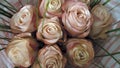 A bouquet of roses beige pink.