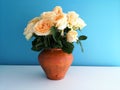 Bouquet of roses in a clay vase on a blue background Royalty Free Stock Photo