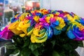 A bouquet of roses of exotic multi colors. Chameleon flowers with colored petals at the edges. Royalty Free Stock Photo