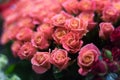 A bouquet of roses in the focus of the portrait lens in the evening romantic light