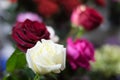 A bouquet of roses in the focus of the portrait lens in the evening romantic light