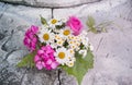 Bouquet of roses, geranium, daisies on a concrete wall with a crack