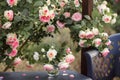 A bouquet of roses in a glass vase stands on a table under a rose bush Pierre de Ronsard Royalty Free Stock Photo