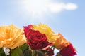 Bouquet of roses over sunny sky Royalty Free Stock Photo