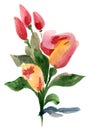 Bouquet of roses and tulips Royalty Free Stock Photo