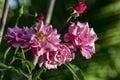 Bouquet of roses under natural light