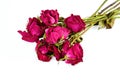 Bouquet of roses unsuitable for a gift on a white background Royalty Free Stock Photo