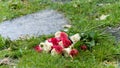 Bouquet of roses, white and pink, jetty on the ground, in a stone path in the middle of a lawn