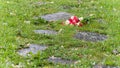 Bouquet of roses, white and pink, jetty on the ground, in a stone path in the middle of a lawn