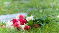 Bouquet of roses, white and pink, jetty on the ground, in a stone path in the middle of a lawn