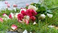 Bouquet of roses, white and pink, jetty on the ground, in a stone path in the middle of a lawn