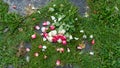 Bouquet of roses, white and pink, jetty on the ground, in a stone path in the middle of a lawn