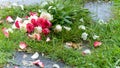 Bouquet of roses, white and pink, jetty on the ground, in a stone path in the middle of a lawn