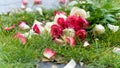 Bouquet of roses, white and pink, jetty on the ground, in a stone path in the middle of a lawn