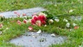 Bouquet of roses, white and pink, jetty on the ground, in a stone path in the middle of a lawn
