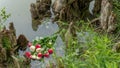 Bouquet of roses, white and pink, thrown in the lake, in the middle of roots emerging from the water