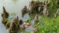 Bouquet of roses, white and pink, thrown in the lake, in the middle of roots emerging from the water
